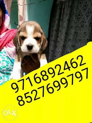 Breed is gurantee for whole life(Beagle puppies)