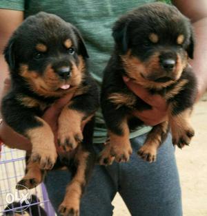 Broad face rottweiler puppies available