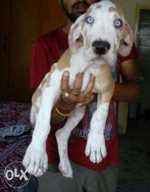 Brown And White Great Dane Puppy