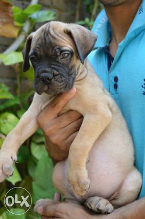 Bull mastiff breed now saling best price and good