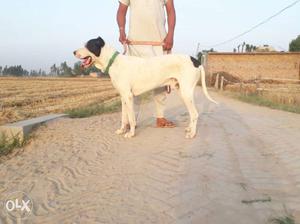 Bully male for sale ad exchng