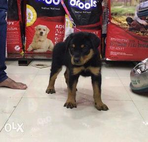 Champion blood line rottweiler male puppy with