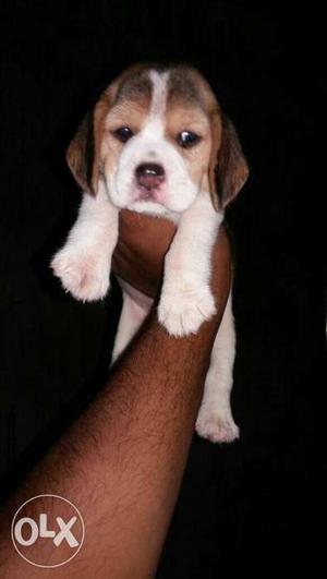 Champion quality Beagle puppies available for new home.
