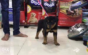 Champoin blood line rottweiler puppy available in