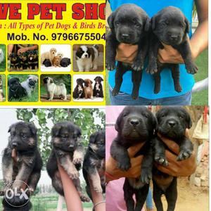 Check Live Stock Pets Pathankot