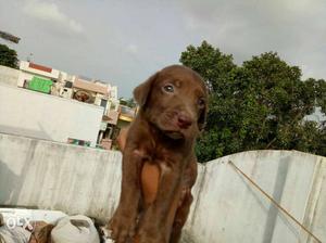 Chocolate Labrador Male Retriever Puppy