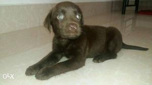 Chocolate labrador female very active and