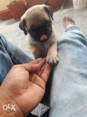 Cute and very friendly Pug Pup for sale