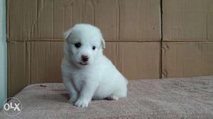 Cute fully snow white pomerian spitz puppies in bhatia pet