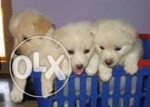Cute pomeranian quality puppies available in