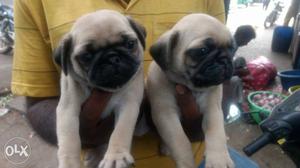 Cute pug puppies available in honey petzone
