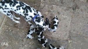 Dalmatian Dog With Puppies