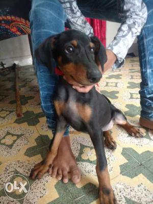 Doberman healthy and vaxin complete all breed
