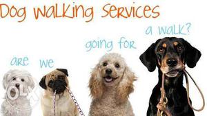 Dog walking exercising service