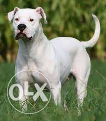 Dogo argentino kennel=import Dogo argentino puppy best best