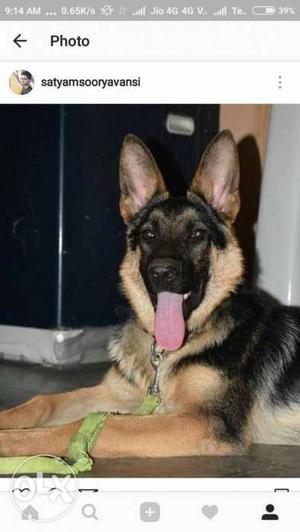Double coat male germansheferd 8 months all vaccination will