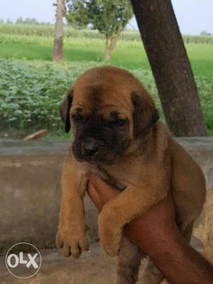 English mestiff puppies available