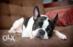 Excellent Quality French Bulldog Male Puppies