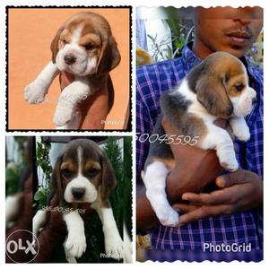 Fantastic quality Beagle puppies and pug