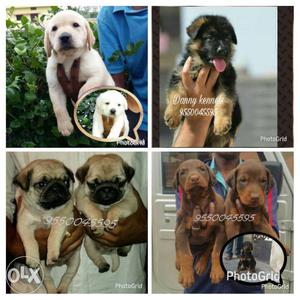 Fantastic quality Labrador puppies available male