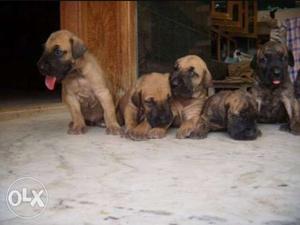 Fawn And Brindle Molosser Puppies