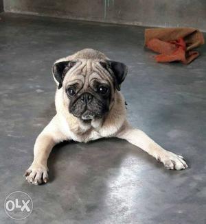 Fawn Pug 8th month female for sale