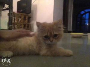 Female Brown Persian Kitten / persian cat