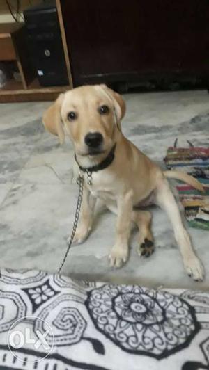 Female Golden Labra of 4 months (Anyone nearby in South ex)