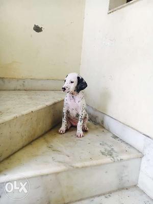 Female breed English pointer 2 month