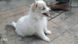Female pomerian dog. approx 1 month old