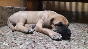 First quality Dane female puppy one month