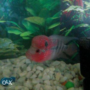 Flowerhorn fish with good health