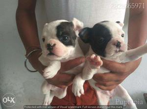 French Bulldog puppy / dog for sale get a determined in dogs