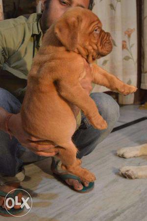 French mastiff pup male, female age 1 month call number show