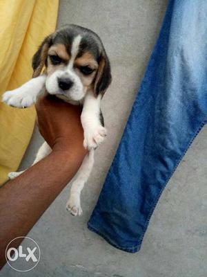 Full marking Beagle puppies available