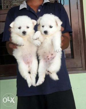 Fully active pomerian spitz puppies in bhatia pet house