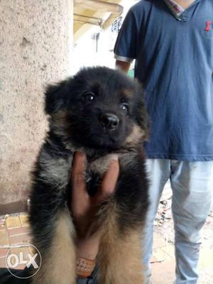German Double coat male very much active puppy