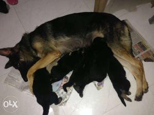German Puppies for sale
