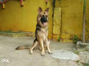 German Shepard male for sale