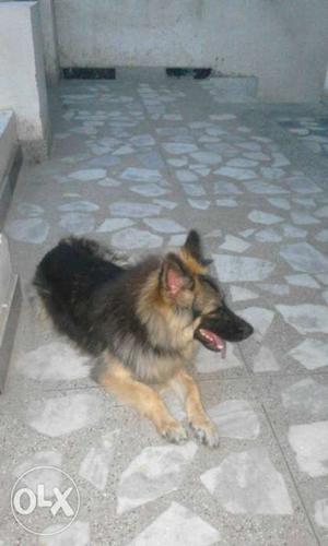 German Shepherd age 14 moth..