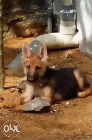 German Shepherd dog for sale