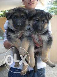 German shepherd puppy double coat only female