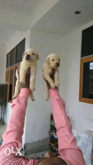 Golden Labrador puppies available