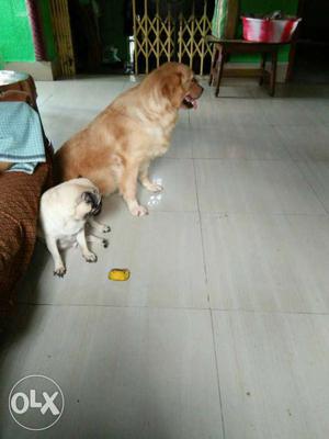 Golden Retriever And Pug Dogs