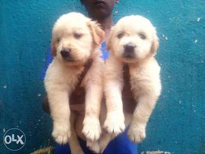 Golden Retriever female pups sale delivery