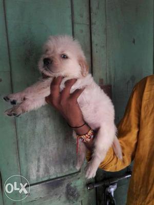 Golden retriver female puppy avilable in mysore.