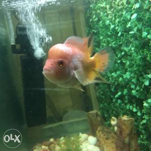 Golden trimac Flowerhorn Fish imported