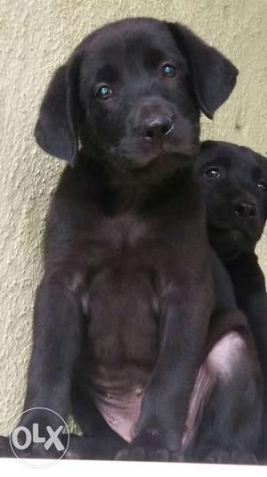 Good Quality Black Labrador Puppies