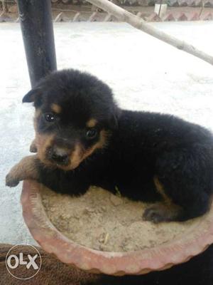 Good quality Rottwieler female puppy for sale