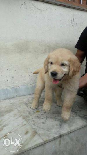 Good quality golden retriver pups available